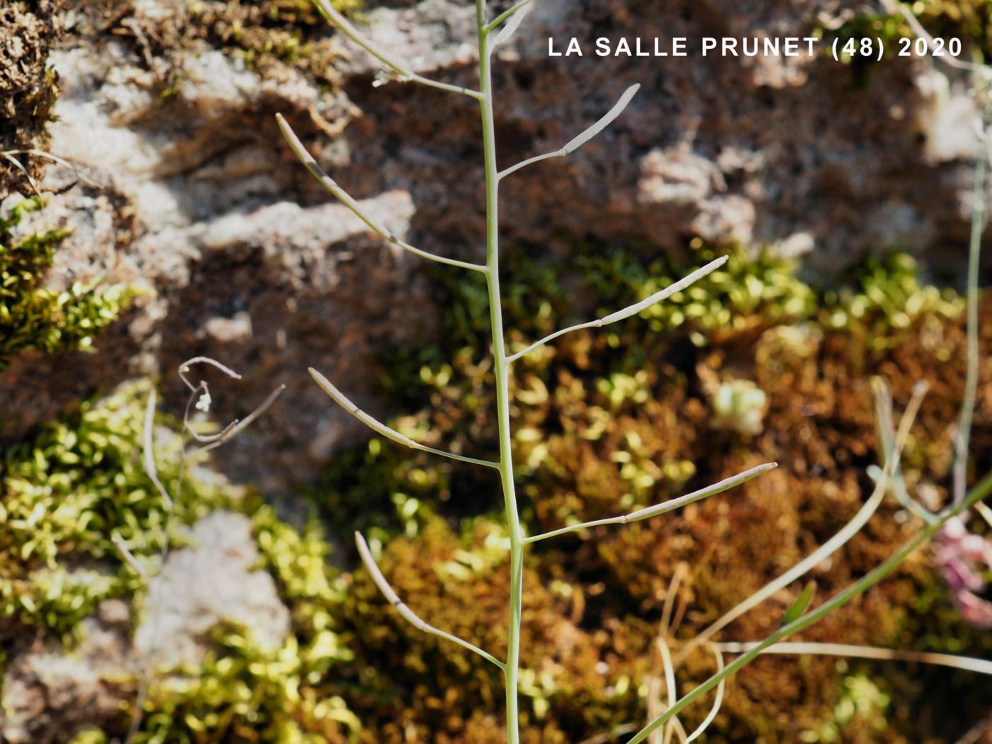 Cress, Thale fruit